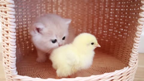 Kittens walk with a tiny chicken