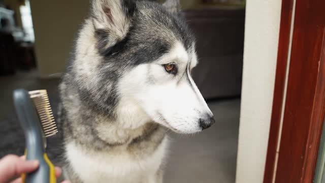 14 maneiras pelas quais o cachorro pode ajudá-lo a viver até os 100 anos