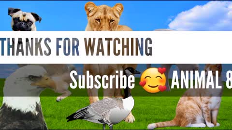 animal sound, cow, duck, dog, elephant, cat, cricket, locust, humorous animal sounds
