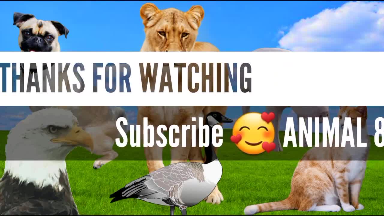 animal sound, cow, duck, dog, elephant, cat, cricket, locust, humorous animal sounds