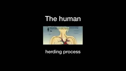 The Human Herding Process