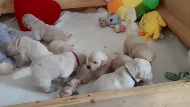 Sweet Puppies exploring their little world