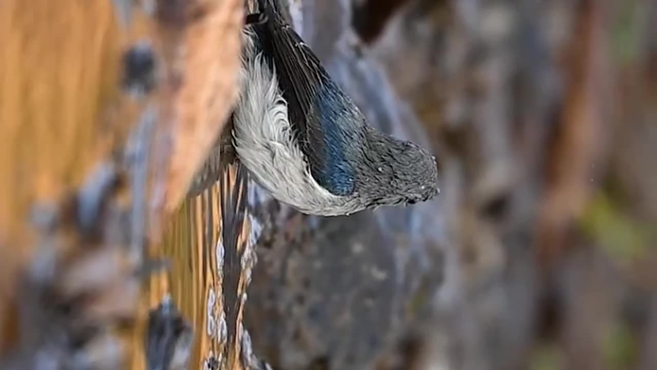 Wildlife |& Funs