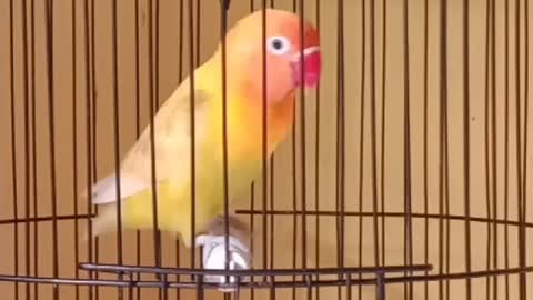 Singing Lovebird