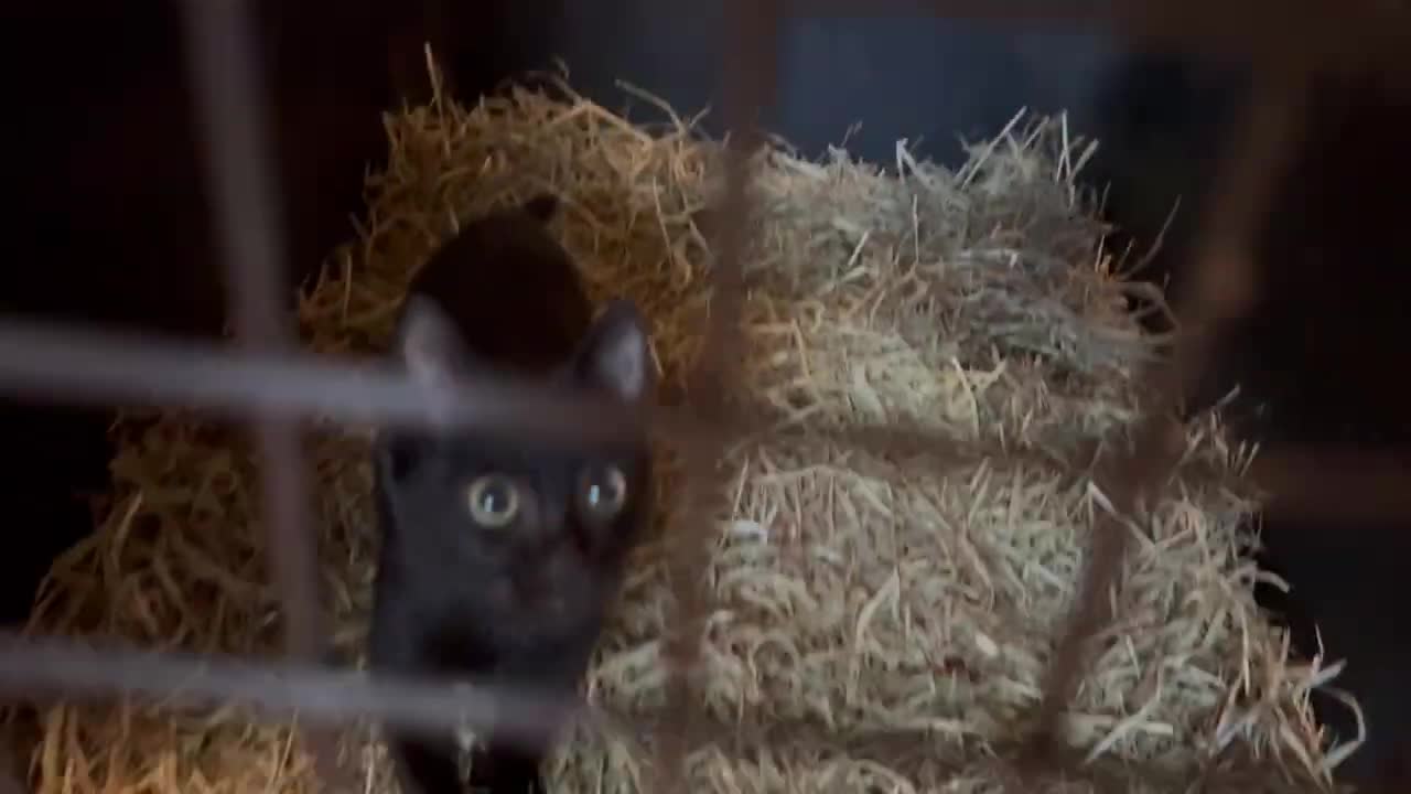 I Fed a Kitten to Capybaras