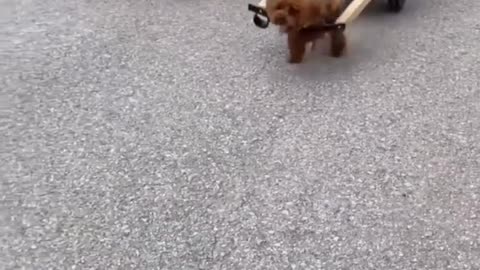 Smart dogs