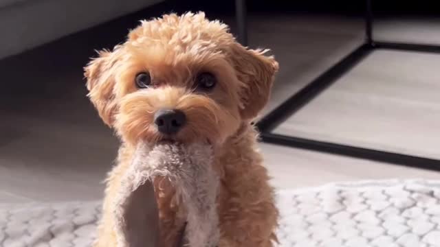 "The Fluffy Cuteness: A Puppy's Quest for Perfect Tricks"