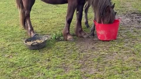 A clumsy colt hilariously struggles with a feed bucket 🐴🪣