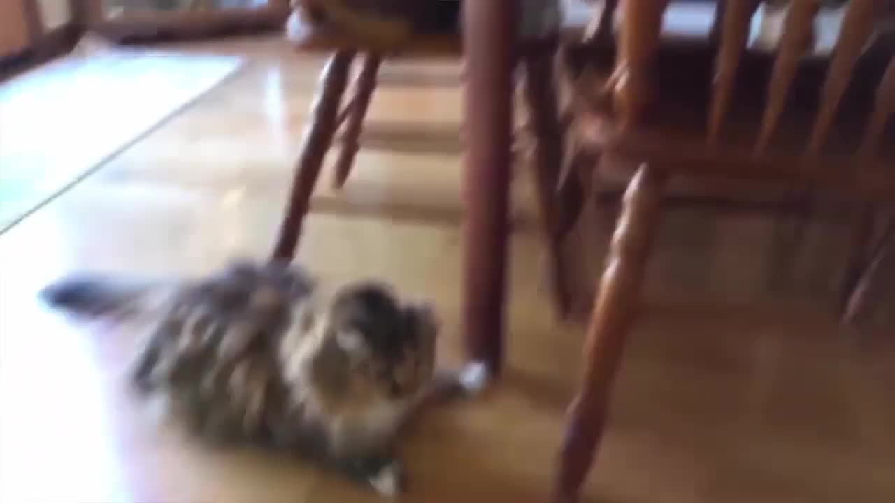 Cat falling :)