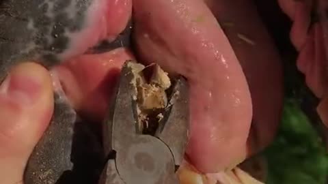 Removing plaque from horse tooth!