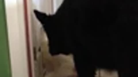 Dog Makes Short Work Of The Cat Door