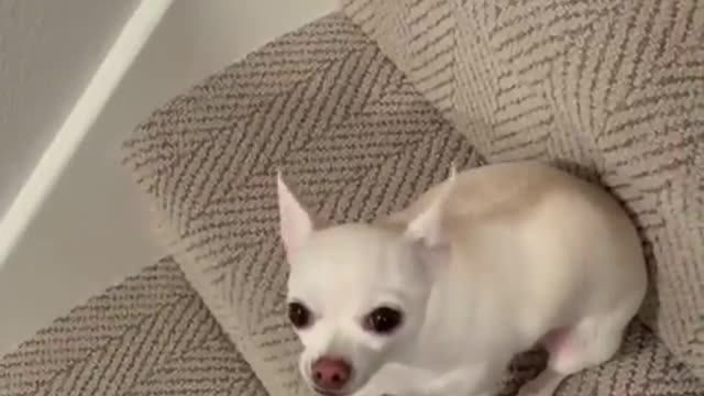 Top Funny Cute Dog Videos and TIKTOK Compilation #short