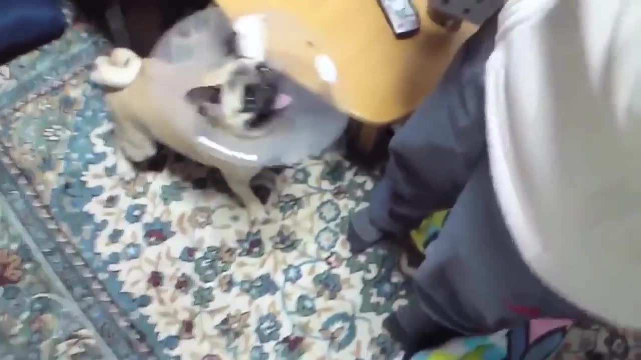 TOP 10 dog barking videos compilation 2016 Dog barking sound - Funny dogs
