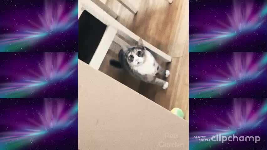 VIDA DE GATO ENGRAÇADO E FOFO 👯😺 GATOS E SEUS DONOS SÃO MELHORES AMIGOS