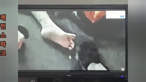 (깨달음주의)이태원 주작 빼박영상