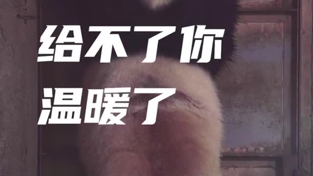 The panda