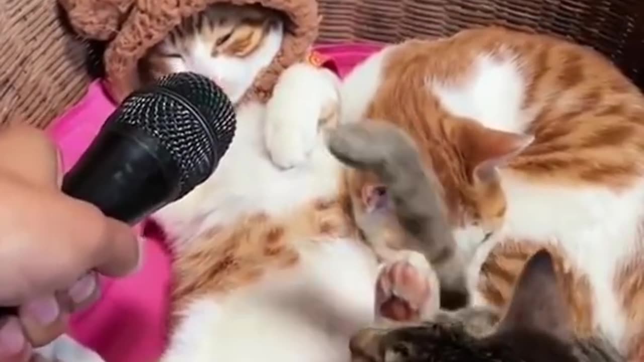 Funny cats completion 🙀😸🤣