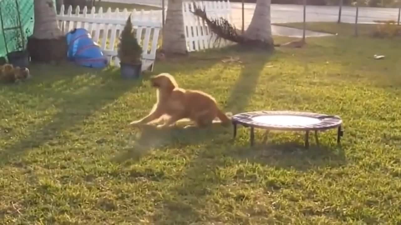 How training a dog