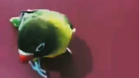 Smart parrot video 🦜🦜