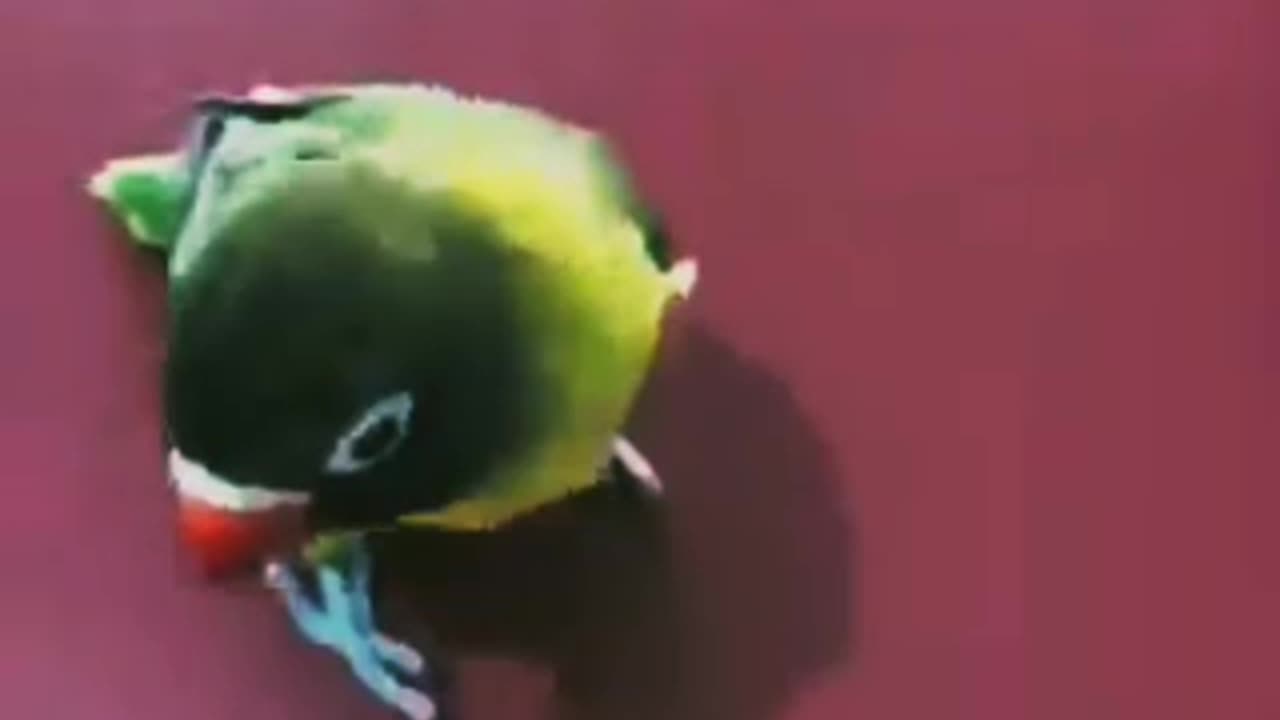 Smart parrot video 🦜🦜