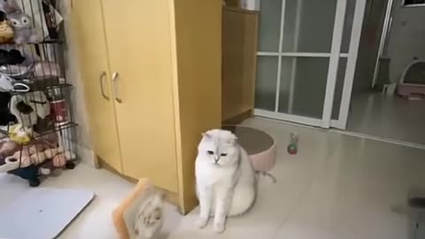 Funny and cute cat