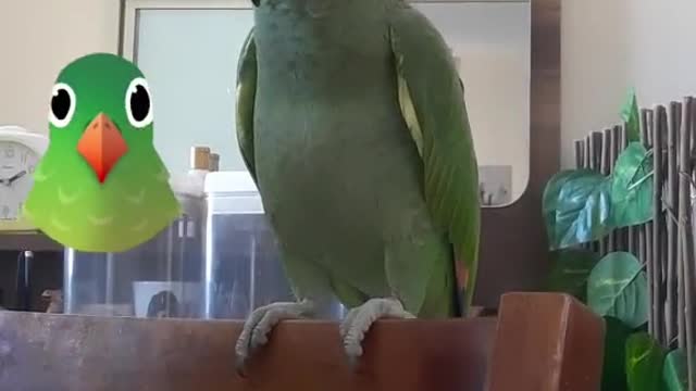 Cuckoo is a happy bird. Makes barking sound like dog.