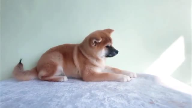Cute little milk dog
