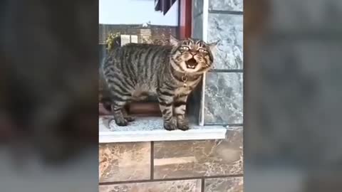 Talking Cats so Adorable!😻
