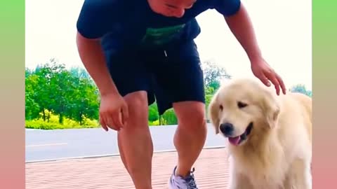 Smart Dog 33