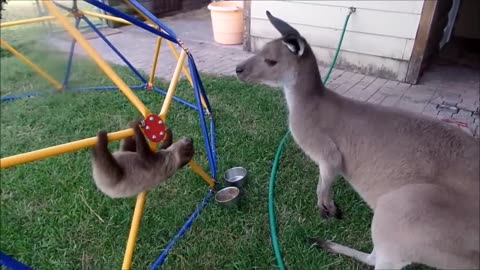 Animal Funniest complication try not to laugh