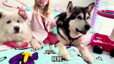 Little Girl Dresses up as Veterinarian to Treat Pet Alaskan Malamute and Husky -