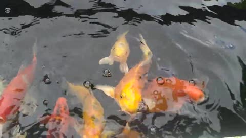 koi fish sa wala pa ang odette