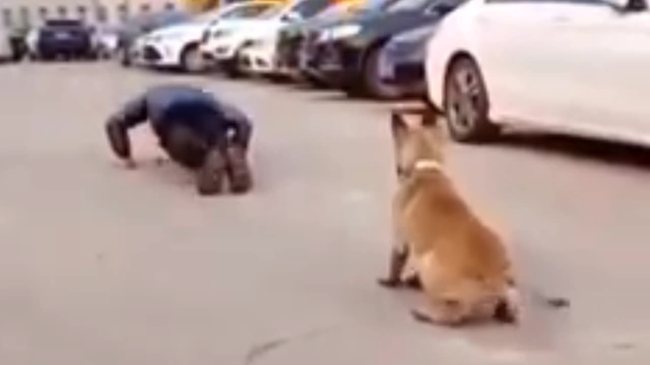 Dog can exercise - Viral Video