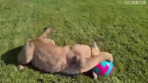 This special cute pet is playing basketball