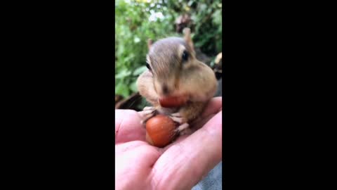 Squirrel Funny! Eats Nuts Out Of Girls Hand & Stuffs His Cheeks! Cute chipmunk mukbang