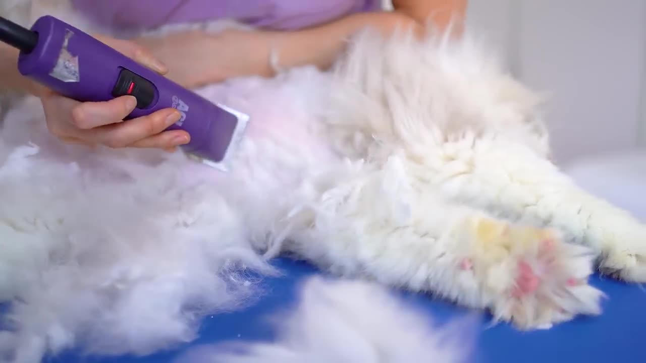 The sweetest cat guaranteed by a cat groomer!😻🛁✂️❤️