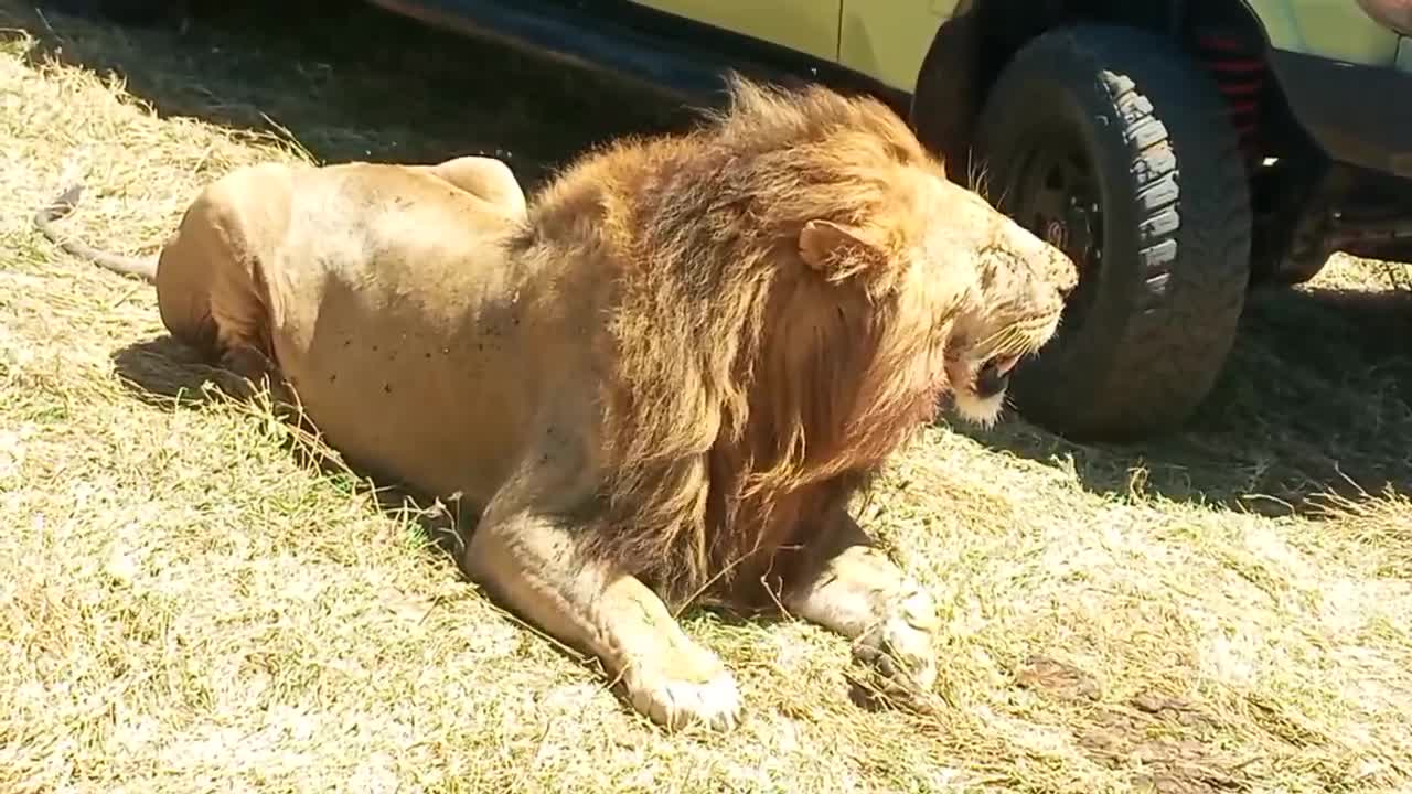 Male Lion Looking For A Shade At our Car, Daring Isn't it?