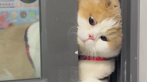 Cat funny video 😅