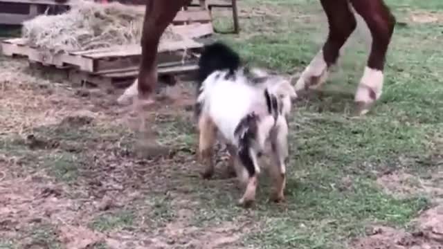 Goat and hours funny