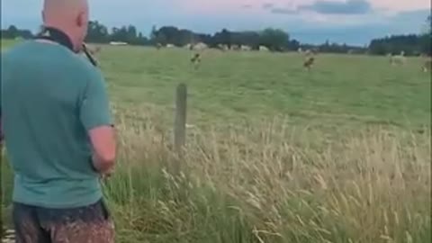 Reaction of cows to music