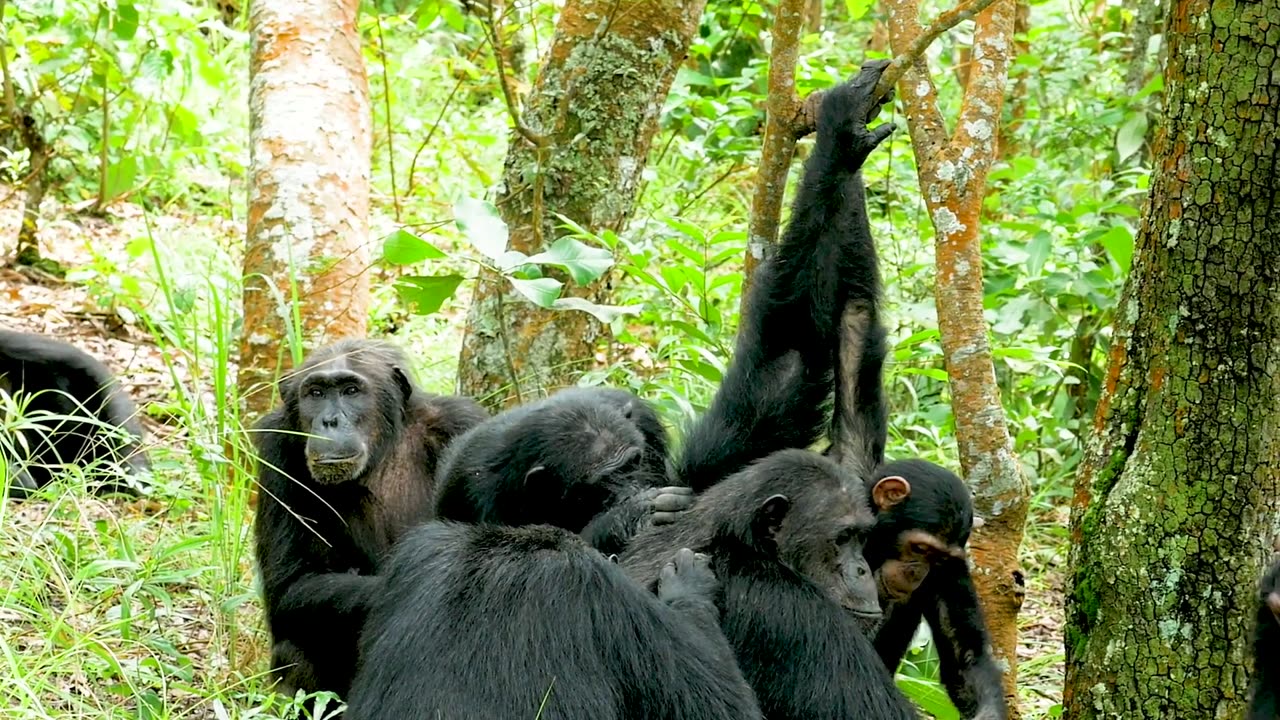 NASA Joins Jane Goodall to Conserve Chimpanzee Habitats