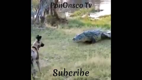 Roaring Crocodile