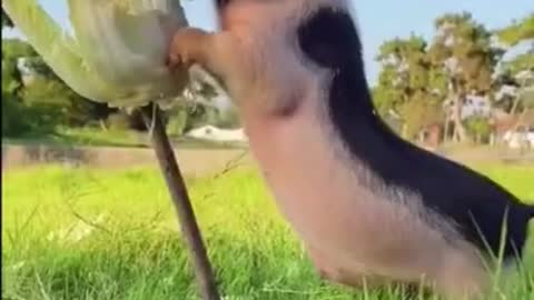 worlds Cutest Piglet eating Cabbage