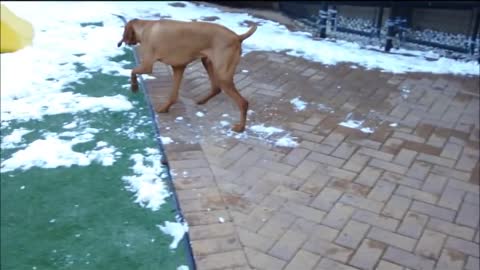Vizsla Time! @ All American Pet Resort Royal Oak