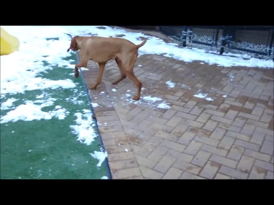 Vizsla Time! @ All American Pet Resort Royal Oak