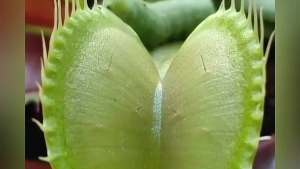 Carnivorous plant