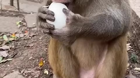 Funny monkey #28