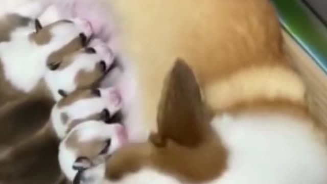 funny and cute animals part 2