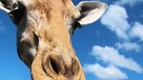 Unbelievable Giraffe Facts That will Make Your Jaw Drop!