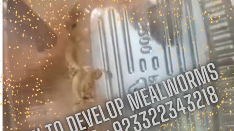 How to develop mealworms